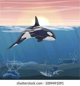 Northern underwater landscape. A large killer whale emerges from cold water. Vector illustration, a scene from marine life.