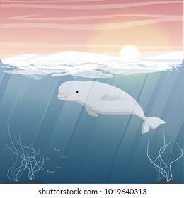 Northern underwater landscape. Snow-covered beach of the ocean. Big beluga whale or white whale. Beluga, melonhead, or sea canary. Vector illustration, a scene from marine life.