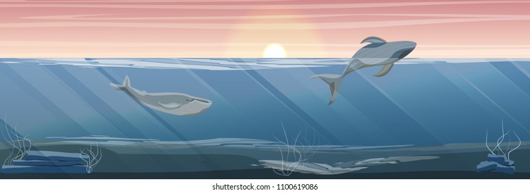 Northern underwater landscape. Two large blue whale. The whale emerges from the water. Rocky bottom with algae. Vector illustration, a scene from marine life.