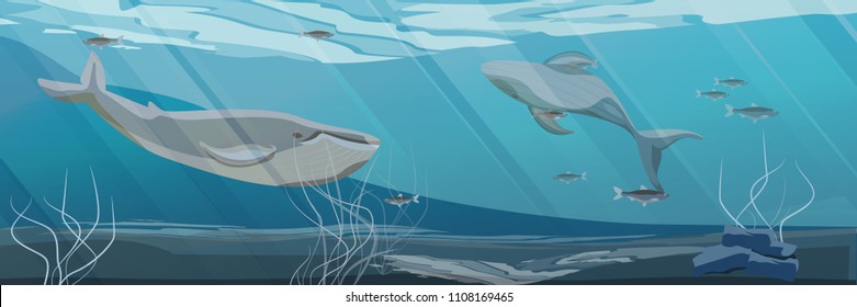Northern underwater landscape. Two large blue whales swim in cold water. Rocky bottom with algae. Vector illustration, a scene from marine life.