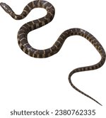 Northern Water Snake (Nerodia sipedon) Isolated