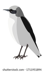 The northern wheatear (lat. Oenanthe oenanthe) bird male, vector stock illustration