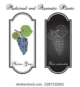 Norton or Cynthiana grape, Vitis aestivalis, branch with leaves and fruit, edible and medicinal plant, the state fruit of Missouri. Botanical hand drawn vector illustration