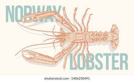 Norway lobster or scampi is a seafood vector illustration