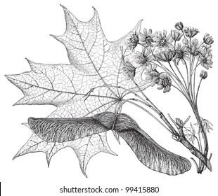 Norway Maple (Acer platanoides) / vintage illustration from Meyers Konversations-Lexikon 1897