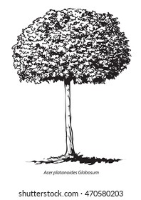 Norway maple tree for coloring book