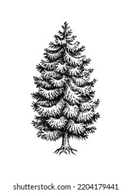 Norway Spruce. Fir tree sketch. Hand drawn ink illustration isolated on white background. Vintage style.