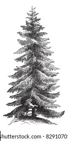 Norway Spruce Picea abies European Spruce  vintage engraving  Old engraved illustration Norway Spruce tree  Trousset encyclopedia (1886    1891) 