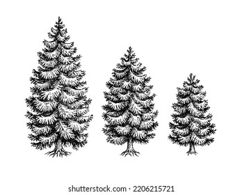 Norway Spruce sketches. Fir trees set. Hand drawn ink illustration isolated on white background. Retro style.