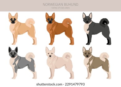 Norwegian Buhund clipart. Different poses, coat colors set.  Vector illustration
