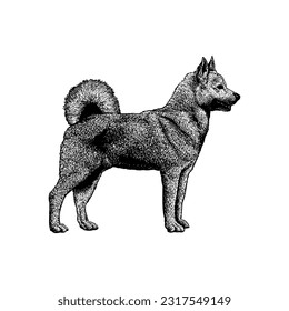 Vector de dibujo manual Buhund noruego aislado en fondo blanco.