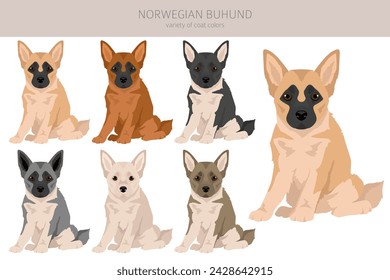 Norwegian Buhund puppy clipart. Different poses, coat colors set.  Vector illustration