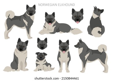 Norwegian elkhound clipart. Different poses, coat colors set.  Vector illustration