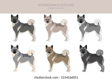 Norwegian elkhound clipart. Different poses, coat colors set.  Vector illustration