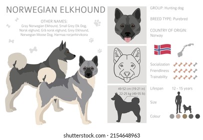 Norwegian elkhound clipart. Different poses, coat colors set.  Vector illustration