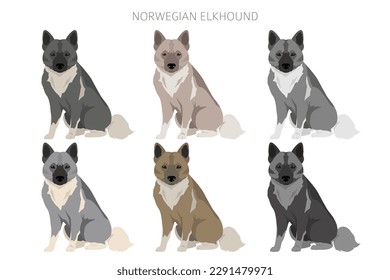 Norwegian elkhound clipart. Different poses, coat colors set.  Vector illustration