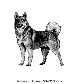 Norwegischer Elkhound-handgezeichneter Vektor einzeln auf weißem Hintergrund.