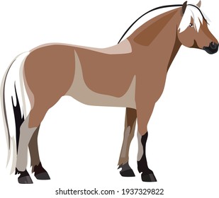 Caballo noruego o fiordo. Ilustración del vector