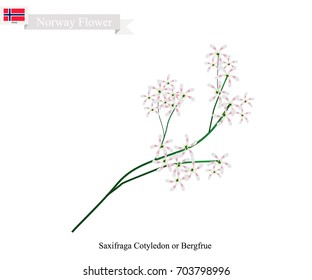 Norwegian Flower, Illustration of Saxifraga Cotyledon, Pyramidal Saxifrage or Bergfrue. The Native Flower of Norway.