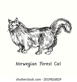 Norwegian Forest Cat standing side view  Ink black   white doodle drawing in woodcut style 