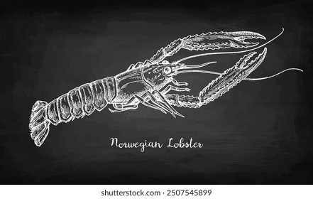 Norwegian lobster. Hand drawn illustration of langoustine. Sketch with chalk on blackboard background.