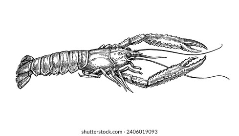 Norwegian lobster. Hand drawn ink illustration of langoustine isolated on white background. Retro style.