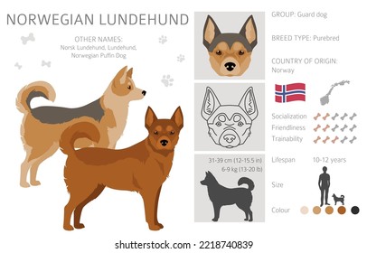 Clíparte noruega de Lundehund. Todos los colores del abrigo.; Todas las razas de perros tienen características infográficas. Ilustración del vector