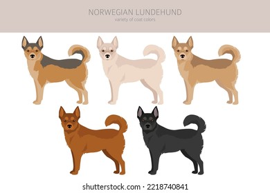 Clíparte noruega de Lundehund. Todos los colores del abrigo.; Todas las razas de perros tienen características infográficas. Ilustración del vector