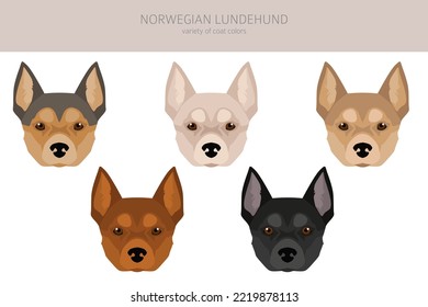 Clíparte noruega de Lundehund. Todos los colores del abrigo.; Todas las razas de perros tienen características infográficas. Ilustración del vector