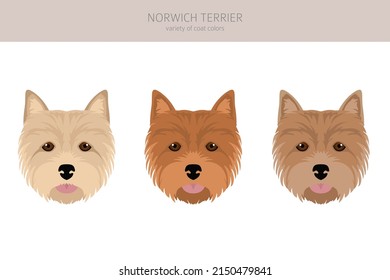 Norwich terrier clipart. Different 
 coat colors set.  Vector illustration