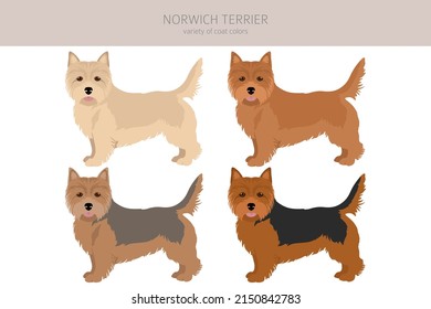 Norwich terrier clipart. Different poses, coat colors set.  Vector illustration