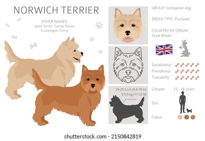 Norwich terrier clipart. Different poses, coat colors set.  Vector illustration