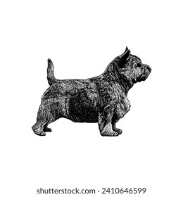 Norwich Terrier hand drawing vector isolated on white background.