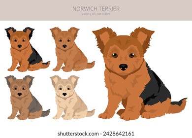 Norwich terrier puppy  clipart. Different poses, coat colors set.  Vector illustration