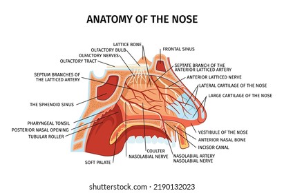 Nose anatomy cross section diagram showing lattice bone arteries nerves cartilage soft palate paranasal sinuses elements flat vector illustration