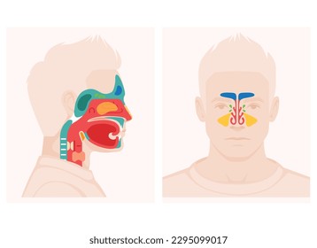 Diagrama de sección transversal de anatomía de la nariz que muestra elementos sumideros paranasales de paladar suave ilustración vectorial plana