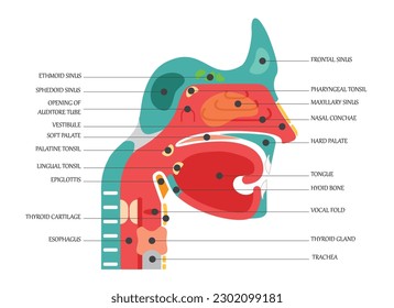 Diagrama de sección transversal de anatomía de la nariz que muestra elementos sumideros paranasales de paladar suave ilustración vectorial plana