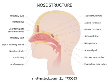 Nose anatomy medical vector illustration isolated on white background. Vector illustration of a diagram of a human nose.