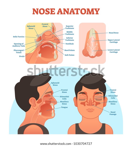 Nose anatomy medical\
vector illustration diagram with nasal cavity, mouth, sinuses and\
nose cartilage. 