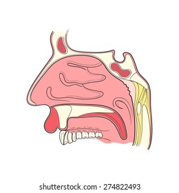 nose anatomy outline color vector illustaration
