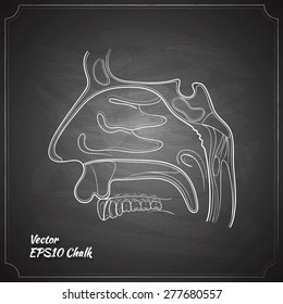 nose anatomy outline vector illustaration