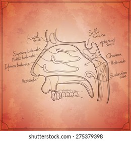 nose anatomy outline vintage paper texture vector illustaration
