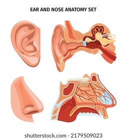 Nose and ear anatomy scheme with appearance and cross section of organs realistic vector illustration