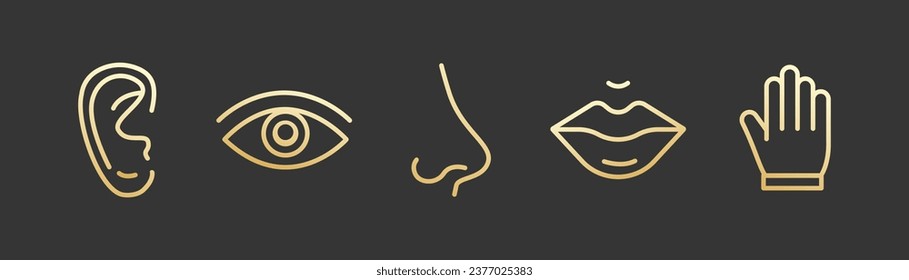 Nose, ear, eye, hand, lips gold icon set. 5 seanse line symbols. Human body parts for hearing, listen, tasting, touching. Vector