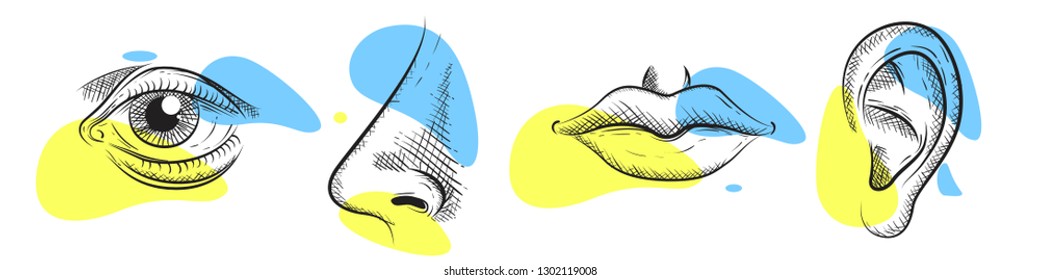 Nose, eye, lips, ear in pencil art style. Vector illustration design.