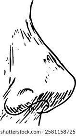 Nose Face part. Hand drawn vector isolated  sketch 
