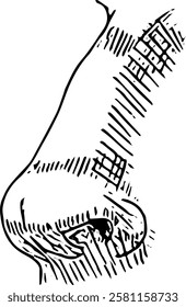 Nose Face part. Hand drawn vector isolated  sketch 