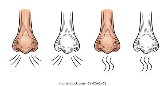 Nose inhale. Aroma smell icon. Nasal breathe. Organ of perceiving scent.  Concept inhalation of air, sniff odors, allergy, anosmia as coronavirus disease symptom. Cartoon and outline sign set. Vector 