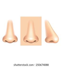 Nose isolated on white photo-realistic vector illustration