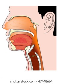 Nose mouth and throat cross section